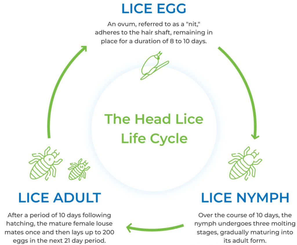 Lice Facts - Everything You Need To Know | Lice Away Today